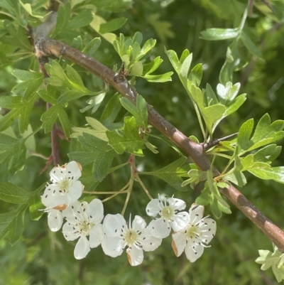 Crataegus monogyna (Hawthorn) at Yass, NSW - 8 Nov 2022 by JaneR