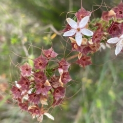 Calytrix tetragona (Common Fringe-myrtle) at Yass, NSW - 8 Nov 2022 by JaneR