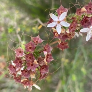 Calytrix tetragona at Yass, NSW - 8 Nov 2022