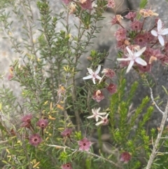 Calytrix tetragona at Yass, NSW - 8 Nov 2022