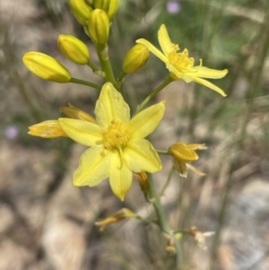 Bulbine glauca at Yass, NSW - 8 Nov 2022