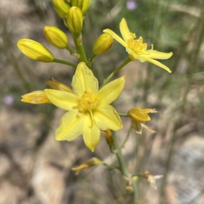 Bulbine glauca (Rock Lily) at Yass, NSW - 8 Nov 2022 by JaneR