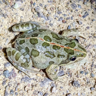 Limnodynastes tasmaniensis (Spotted Grass Frog) at Lions Youth Haven - Westwood Farm A.C.T. - 8 Nov 2022 by HelenCross