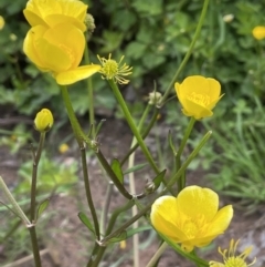 Ranunculus repens (Creeping Buttercup) at Lake Burley Griffin West - 5 Nov 2022 by JaneR