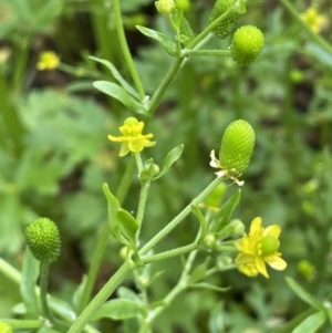 Ranunculus sceleratus subsp. sceleratus at Yarralumla, ACT - 5 Nov 2022