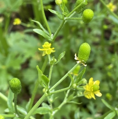 Ranunculus sceleratus subsp. sceleratus (Celery-leaved Buttercup, Celery Buttercup) at Yarralumla, ACT - 5 Nov 2022 by JaneR