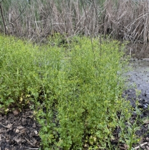 Ranunculus sceleratus subsp. sceleratus at Yarralumla, ACT - 5 Nov 2022