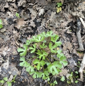 Ranunculus sceleratus subsp. sceleratus at Yarralumla, ACT - 5 Nov 2022