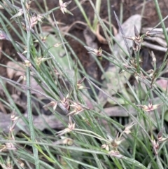 Juncus homalocaulis (A Rush) at Yarralumla, ACT - 5 Nov 2022 by JaneR