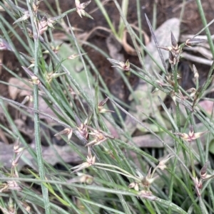 Juncus homalocaulis at Yarralumla, ACT - 5 Nov 2022 04:39 PM