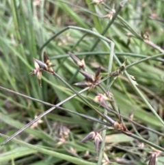 Juncus homalocaulis at Yarralumla, ACT - 5 Nov 2022 04:39 PM