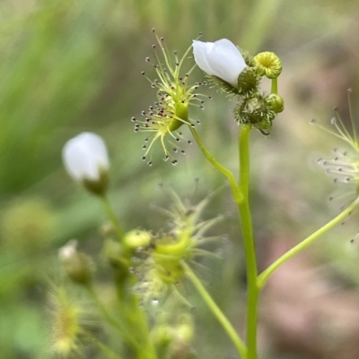 Drosera gunniana (Pale Sundew) at Lake Burley Griffin West - 5 Nov 2022 by JaneR