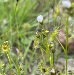 Drosera gunniana at Yarralumla, ACT - 5 Nov 2022