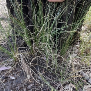 Carex bichenoviana at Higgins, ACT - 8 Nov 2022