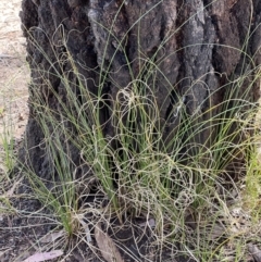 Carex bichenoviana at Higgins, ACT - 8 Nov 2022 02:50 PM