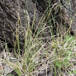 Carex bichenoviana at Higgins, ACT - 8 Nov 2022 02:50 PM