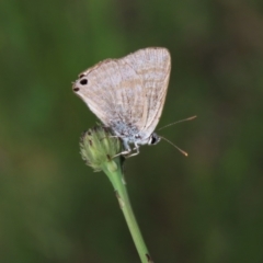 Lampides boeticus (Long-tailed Pea-blue) at Higgins, ACT - 6 Nov 2022 by AndyRoo