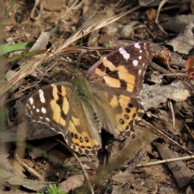 Vanessa kershawi (Australian Painted Lady) at Higgins Woodland - 6 Nov 2022 by AndyRoo