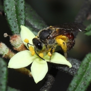 Lasioglossum (Parasphecodes) sp. (genus & subgenus) at Acton, ACT - 7 Nov 2022