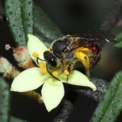 Lasioglossum (Parasphecodes) sp. (genus & subgenus) (Halictid bee) at Acton, ACT - 7 Nov 2022 by TimL