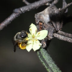 Lasioglossum (Parasphecodes) sp. (genus & subgenus) at Acton, ACT - 7 Nov 2022 12:25 PM