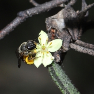 Lasioglossum (Parasphecodes) sp. (genus & subgenus) at Acton, ACT - 7 Nov 2022