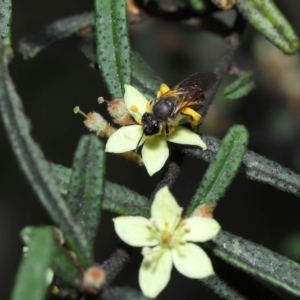 Lasioglossum (Parasphecodes) sp. (genus & subgenus) at Acton, ACT - 7 Nov 2022 12:25 PM