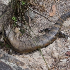 Tiliqua scincoides scincoides (Eastern Blue-tongue) at Acton, ACT - 6 Nov 2022 by TimL