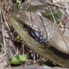 Tiliqua scincoides scincoides at Acton, ACT - 7 Nov 2022 10:14 AM