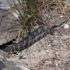 Tiliqua scincoides scincoides at Acton, ACT - 7 Nov 2022