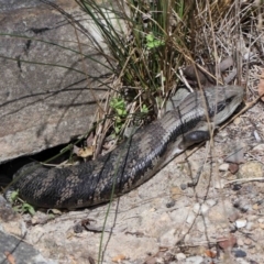 Tiliqua scincoides scincoides at Acton, ACT - 7 Nov 2022