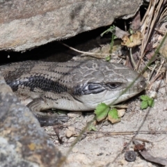 Tiliqua scincoides scincoides at Acton, ACT - 7 Nov 2022 10:14 AM