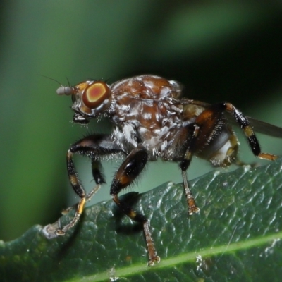 Tapeigaster brunneifrons (A fungus fly) at ANBG - 6 Nov 2022 by TimL