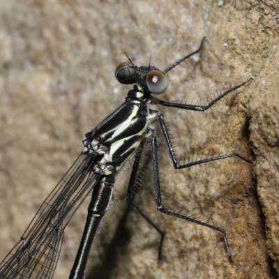 Austroargiolestes icteromelas (Common Flatwing) at ANBG - 6 Nov 2022 by TimL