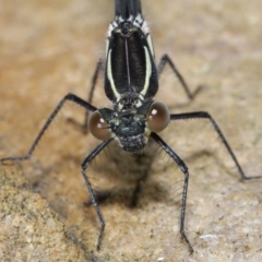 Austroargiolestes icteromelas at Acton, ACT - 7 Nov 2022 10:27 AM