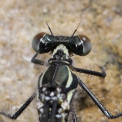 Austroargiolestes icteromelas at Acton, ACT - 7 Nov 2022 10:27 AM