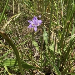 Moraea setifolia (Thread Iris) at Molonglo Valley, ACT - 8 Nov 2022 by mcosgrove