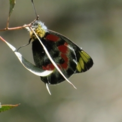 Delias harpalyce (Imperial Jezebel) at Latham, ACT - 3 Nov 2022 by Christine