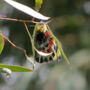 Delias harpalyce at Latham, ACT - 3 Nov 2022 02:33 PM