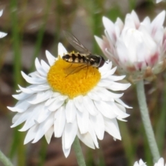 Melangyna viridiceps (Hover fly) at Umbagong District Park - 3 Nov 2022 by Christine