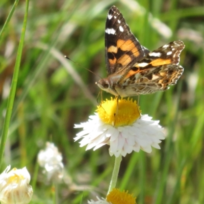 Vanessa kershawi (Australian Painted Lady) at Latham, ACT - 3 Nov 2022 by Christine