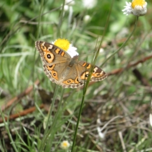 Junonia villida at Latham, ACT - 3 Nov 2022 01:41 PM