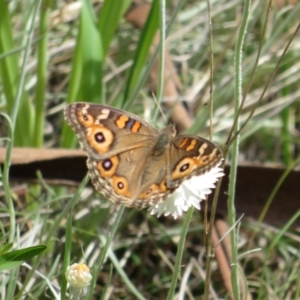 Junonia villida at Latham, ACT - 3 Nov 2022 01:41 PM