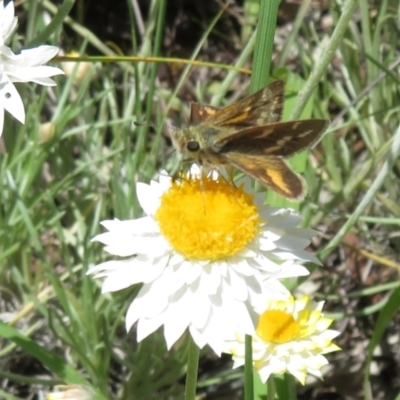 Taractrocera papyria (White-banded Grass-dart) at Latham, ACT - 3 Nov 2022 by Christine