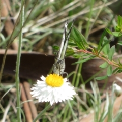 Belenois java (Caper White) at Latham, ACT - 3 Nov 2022 by Christine