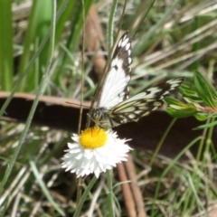 Belenois java at Latham, ACT - 3 Nov 2022