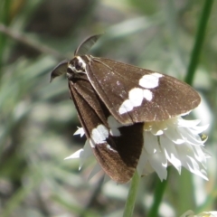 Nyctemera amicus (Senecio Moth, Magpie Moth, Cineraria Moth) at Latham, ACT - 3 Nov 2022 by Christine