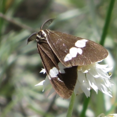 Nyctemera amicus (Senecio Moth, Magpie Moth, Cineraria Moth) at Latham, ACT - 3 Nov 2022 by Christine