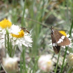 Nyctemera amicus at Latham, ACT - 3 Nov 2022