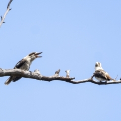 Dacelo novaeguineae (Laughing Kookaburra) at Penrose - 7 Nov 2022 by Aussiegall